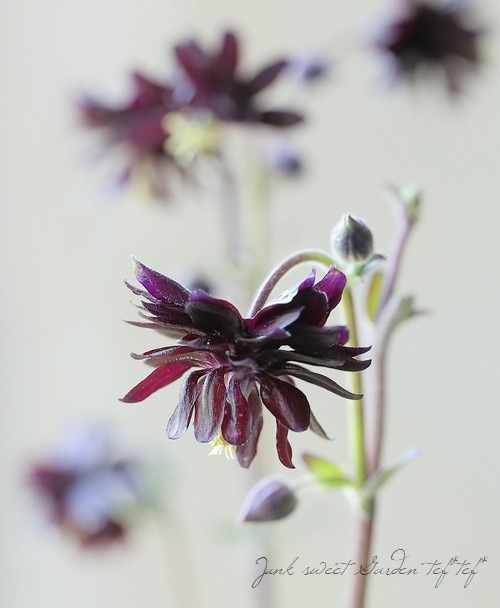 八重咲きオダマキ 『ブラックバロー』 | すべての商品 | | Junk sweet