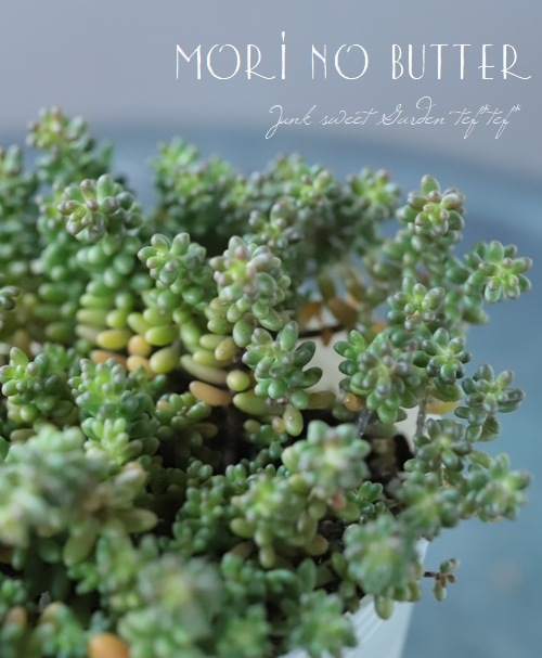 ��¿����ʪ�� �إ֥�å��٥꡼�١�������°