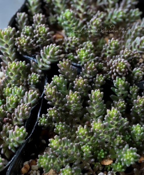 ��¿����ʪ�� �إ֥�å��٥꡼�١�������°