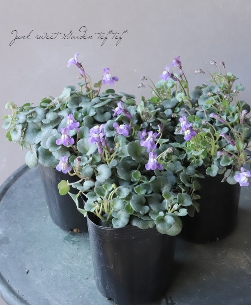 シンバラリア パリダ すべての商品 Junk Sweet Garden Tef Tef