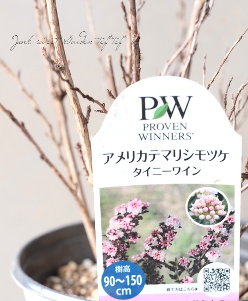 �Ǿ�������ꥫ�ƥޥꥷ��ĥ����إ����ˡ��磻���