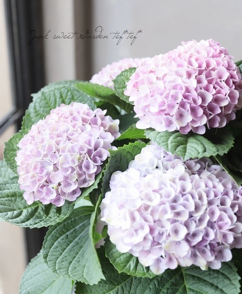 秋色紫陽花品種 『マジカルレボリューション』 ピンク系 | すべての