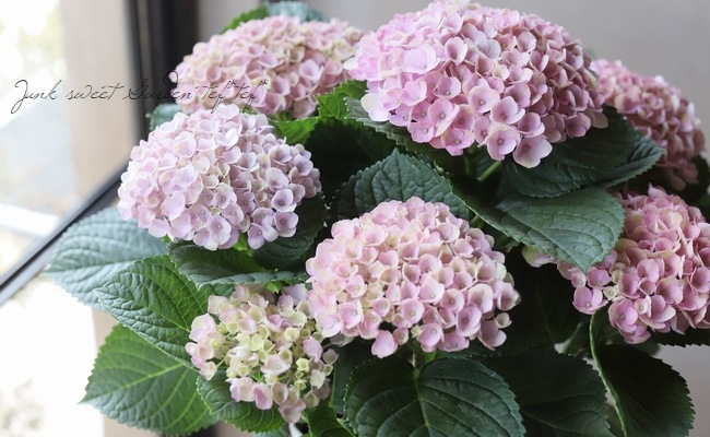 秋色紫陽花品種 『マジカルレボリューション』 ピンク系 | すべての