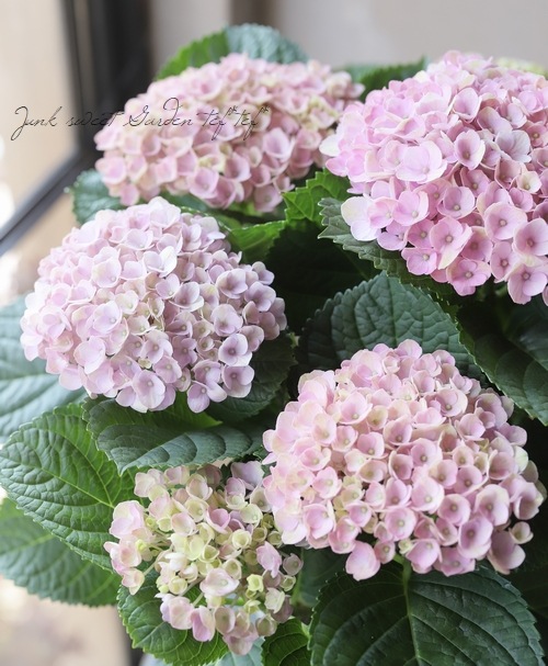秋色紫陽花品種 『マジカルレボリューション』 ピンク系 | すべての
