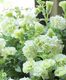 �ڵ����ݤ��󥪥ꥸ�ʥ�� Ȭ�ź餭�ڥ���˥��������ǥ� �إ饤��ʥ��ȡ� 