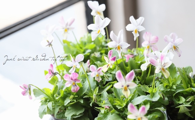 みもとビオラ2020新品種 『レディララ』ホワイトピンク | すべて