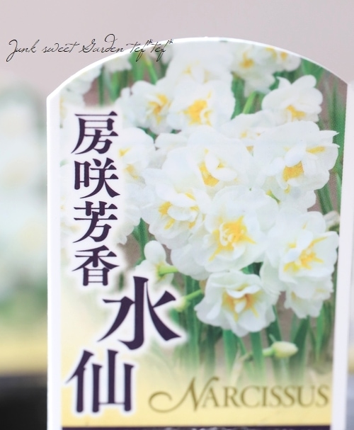 スイセン 『房咲芳香』 白色 【A】 | すべての商品 | | Junk sweet