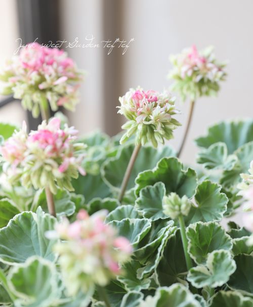 ���餭����˥��� �إۥ磻�ȥ�󥰡�