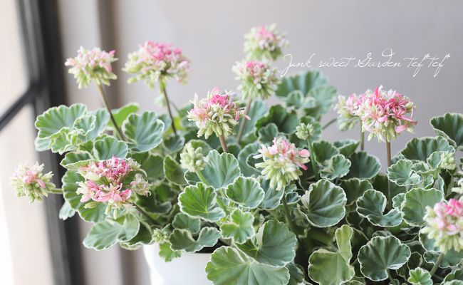 ���餭����˥��� �إۥ磻�ȥ�󥰡�