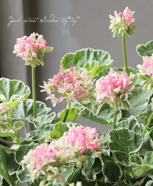 星咲きゼラニウム 『ホワイトリング』 | すべての商品 | | Junk sweet