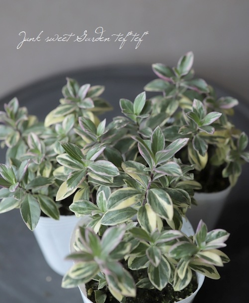 斑入り宿根フロックス 『バリエガータ』 | すべての商品 | | Junk