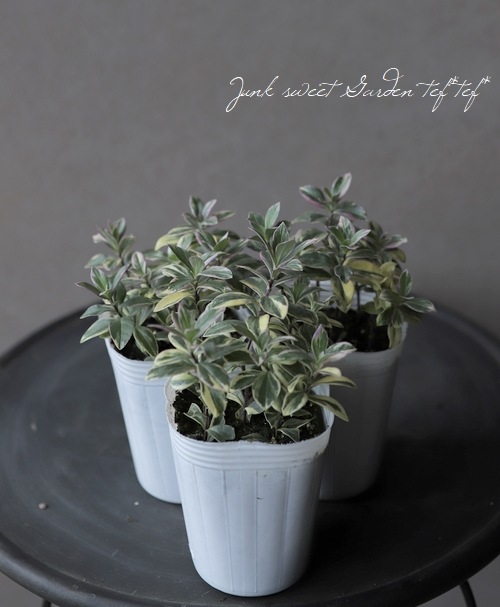 斑入り宿根フロックス 『バリエガータ』 | すべての商品 | | Junk