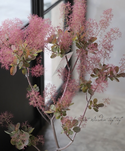 スモークツリー 『マゼンタ』 【22】 | すべての商品 | | Junk