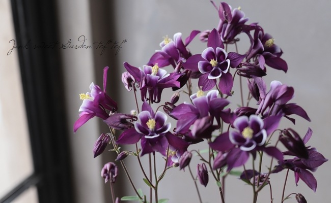 希少　ワイルマンフォリー　パープルフラワー　クリーマー　紫色の花柄シュガーボウル Amazon.com : Miracle-Gro African Violet Potting Mix, 8qt, 2-Pack