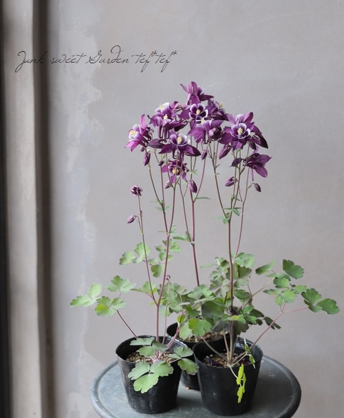 西洋オダマキ・ウィンキー 『パープル＆ホワイト』 | すべての商品