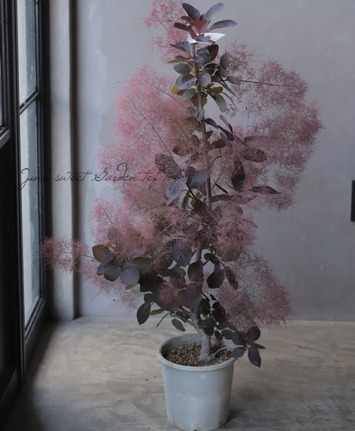 ⡼ĥ꡼إ쥤 135