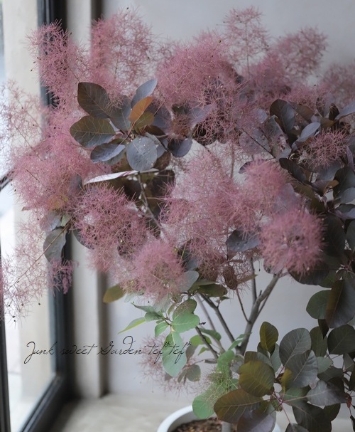 ⡼ĥ꡼إ쥤 135