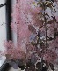 ⡼ĥ꡼إ쥤 135