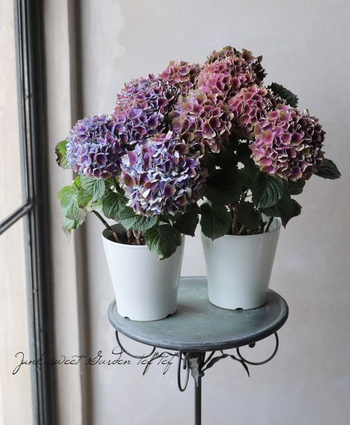 秋色紫陽花品種 マジカルシリーズ 『クリムソン・レッド』 | すべての