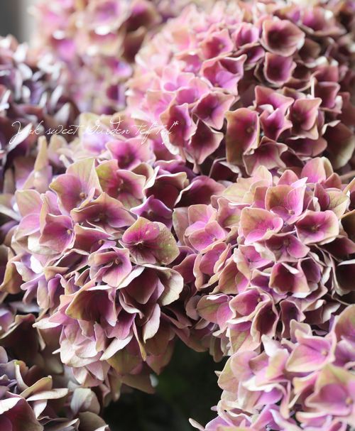 秋色紫陽花品種 マジカルシリーズ 『クリムソン・レッド』 | すべての