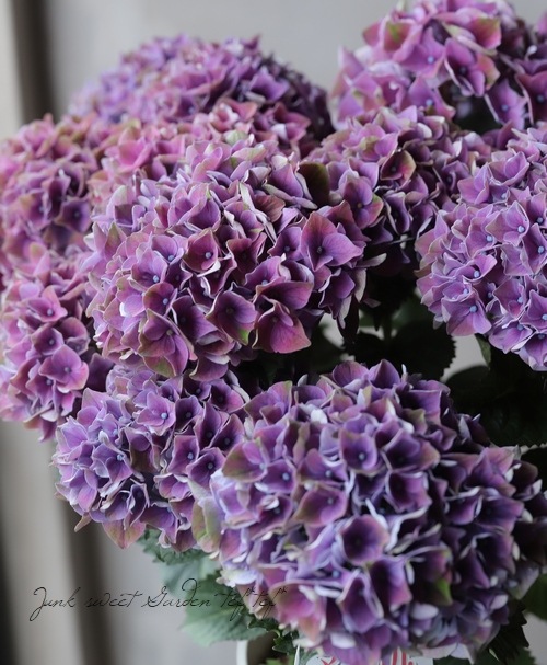 秋色紫陽花品種 マジカルシリーズ 『クリムソン・レッド』 | すべての