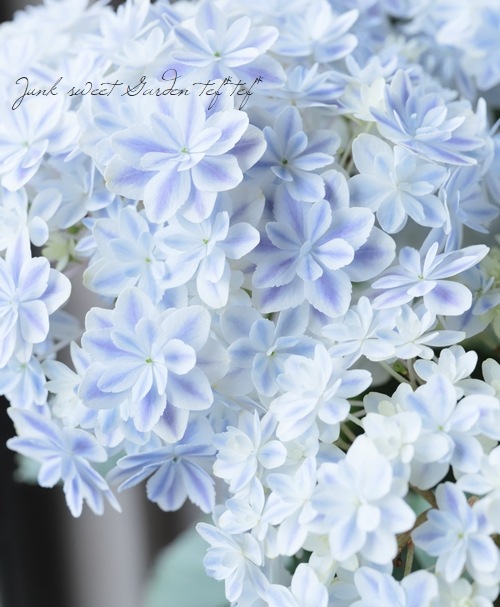 纬ꥸʥʼ Ȭź餭۲֡ڶ٥֥롼5ȭ