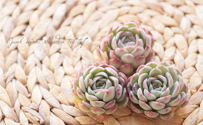 多肉植物】 『オレンジアイス』エケベリア属 韓国苗 | すべての商品