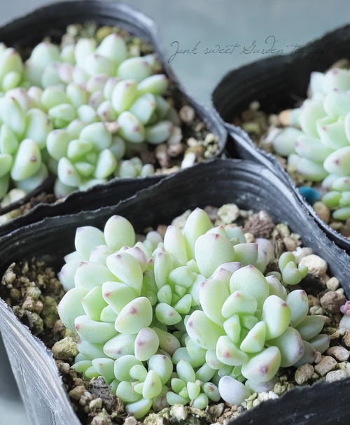 ��¿����ʪ�� �إڥ쥹�ǥ������١�������°��