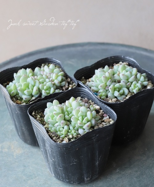 ��¿����ʪ�� �إڥ쥹�ǥ������١�������°��