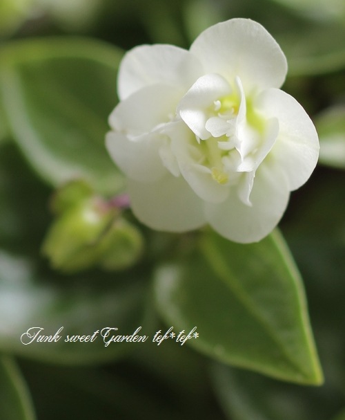 エキザカム セミダブルホワイト すべての商品 Junk Sweet Garden Tef Tef