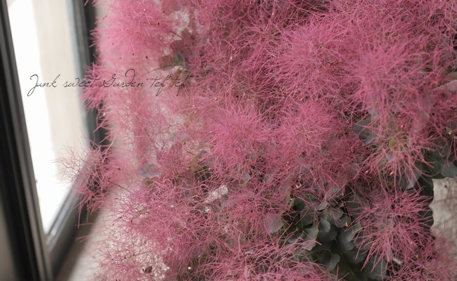 紫 スモークツリー　パープレア 楽天市場】スモークツリー 'ロイヤル パープル' : おぎはら植物園