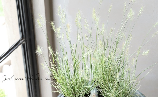 グラス植物】 斑入りペニセツム・アロペクロイデス 『月見うさぎ