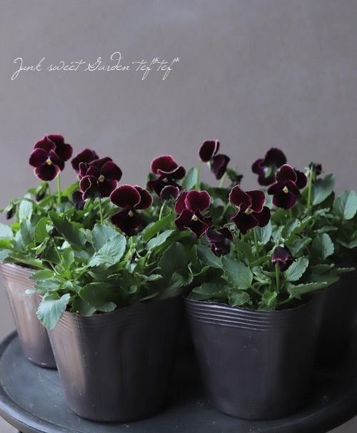 ���إѥ󥸡�����餯������̤ȯɽ�ʼ��