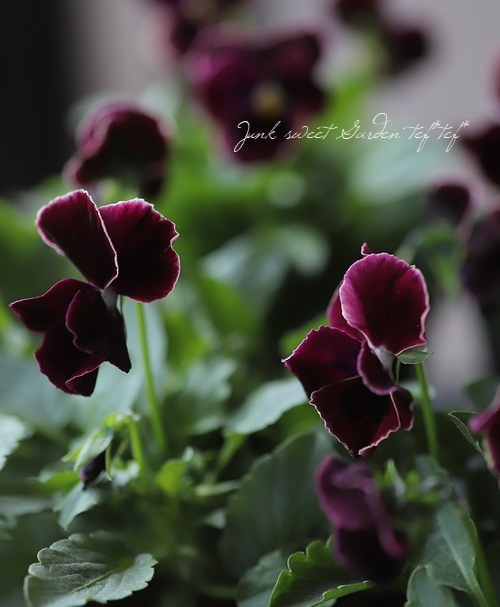 ���إѥ󥸡�����餯������̤ȯɽ�ʼ��