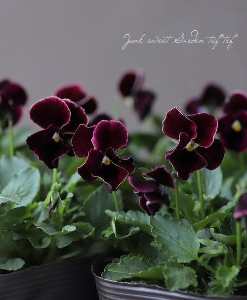 ���إѥ󥸡�����餯������̤ȯɽ�ʼ��