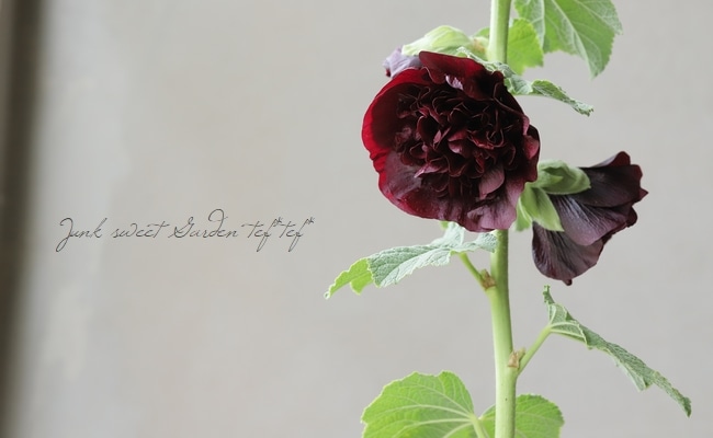 アルセア・ホリホック 『チェストナットブラウン 』 チャーターズ