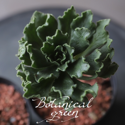 多肉植物】 『スミッチー』 アエオニウム属 | すべての商品