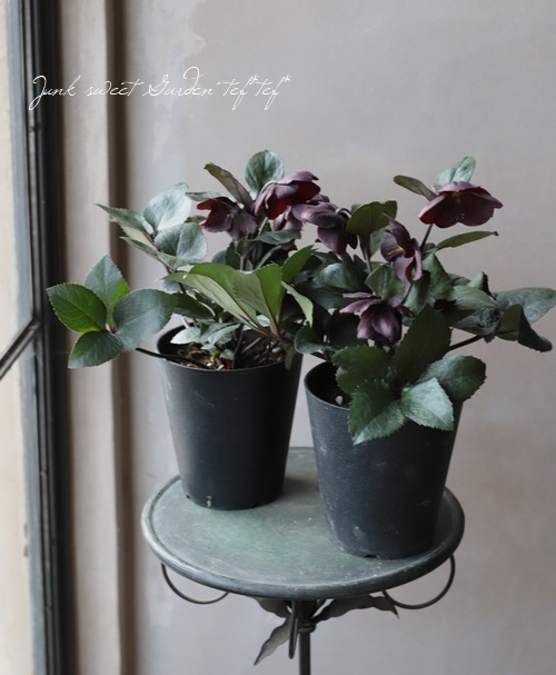 ���ꥹ�ޥ������� Ice N��roses ɹ���� �إ�������