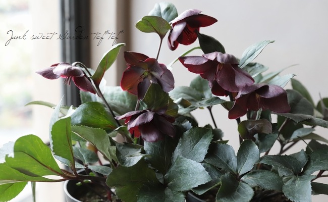 ���ꥹ�ޥ������� Ice N��roses ɹ���� �إ�������