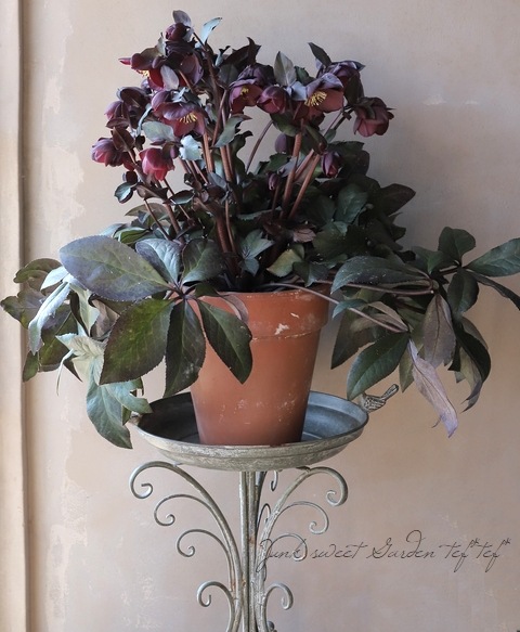 ���ꥹ�ޥ������� Ice N��roses ɹ���� �إ�������