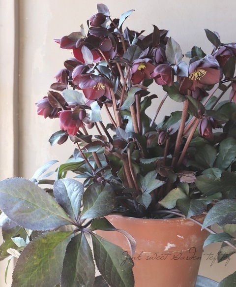 ���ꥹ�ޥ������� Ice N��roses ɹ���� �إ�������