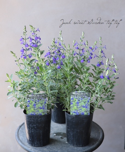 宿根サルビア ブルーノート チェリーセージ すべての商品 Junk Sweet Garden Tef Tef