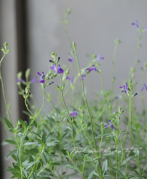 宿根サルビア ブルーノート チェリーセージ すべての商品 Junk Sweet Garden Tef Tef