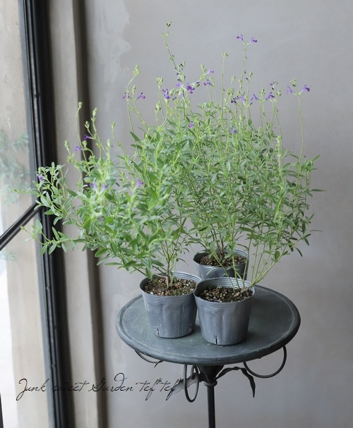 宿根サルビア ブルーノート チェリーセージ すべての商品 Junk Sweet Garden Tef Tef