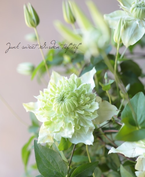 クレマチス『白万重』 『アルバ・ブレナ』 | すべての商品 | | Junk