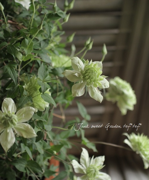 ����ޥ����������š١��إ���С��֥�ʡ�