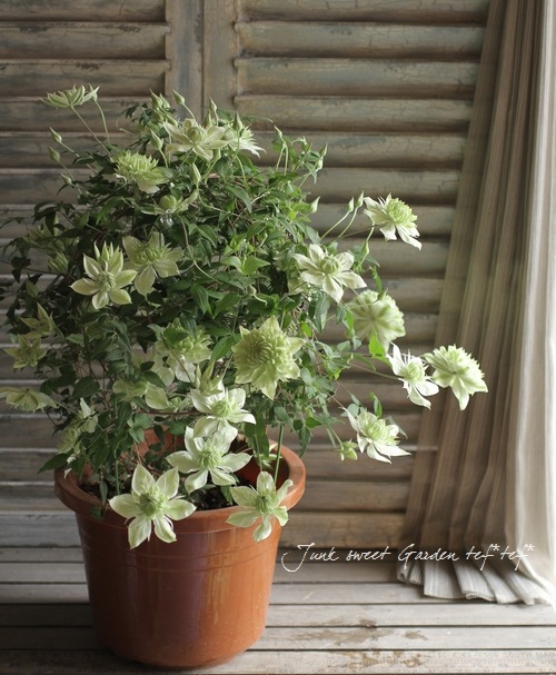 ����ޥ����������š١��إ���С��֥�ʡ�