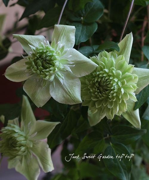 ����ޥ����������š١��إ���С��֥�ʡ�