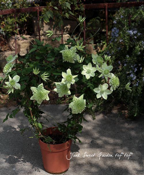 ����ޥ����������š١��إ���С��֥�ʡ�