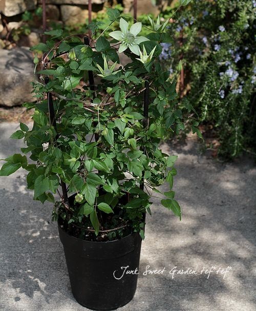 ����ޥ����������š١��إ���С��֥�ʡ�